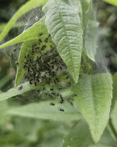 Pisaura mirabilis