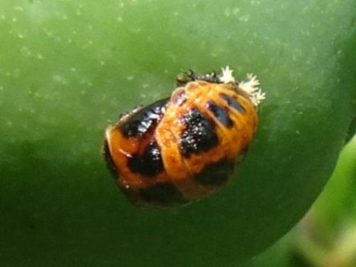 Harmonia axyridis