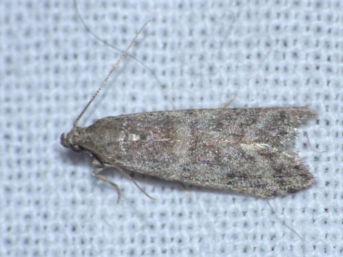 Ephestia woodiella
