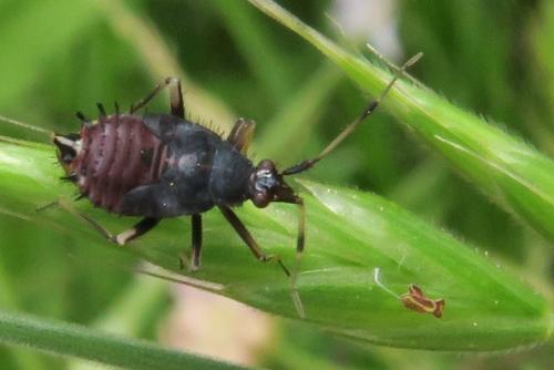 Deraeocoris ruber