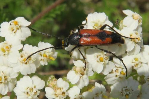 Réf. 359 265 : Stenurella bifasciata