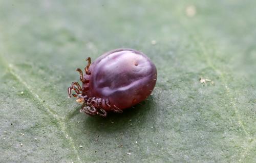 Réf. 359 874 : Ixodes ricinus