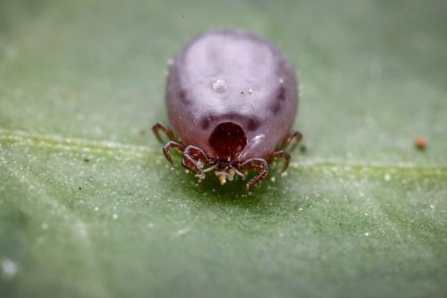 Réf. 359 875 : Ixodes ricinus
