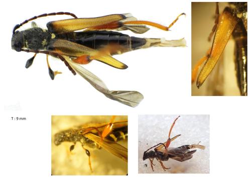 Réf. 359 909 : Stenopterus rufus