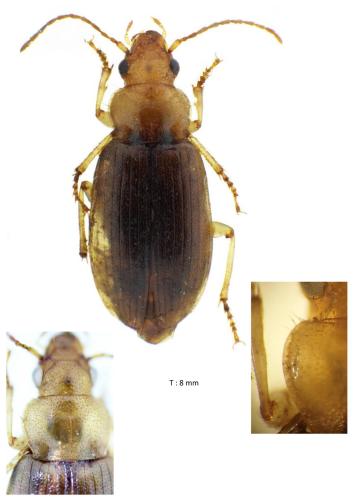 Réf. 359 031 : Dicheirotrichus obsoletus