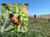 359640 – Photo : Stephane VASSEL – Kazakhstan