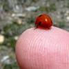 359155 – Photo : Cyril Coursier – France (05)