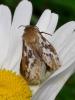 Pharmacis lupulina
