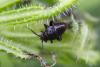 Polymerus sp.