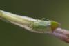 Orthotylus interpositus