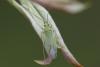Orthotylus interpositus