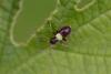 Closterotomus ventralis