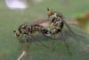 359104 – Photo : Arthropa - Benoit Martha – France (20)