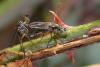 359105 – Photo : Arthropa - Benoit Martha – France (20)
