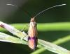 359667 – Photo : Liliane Delattre – France (30)