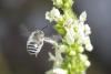359715 – Photo : Marc Solari – France (68)