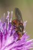 359070 – Photo : Bernard Saquet – France (46)