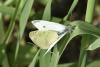 359816 – Photo : Michel Mathieu – France (34)