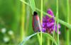 359562 – Photo : Numayta – France (68)