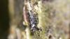 359289 – Photo : Numayta – France (68)