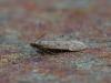 359474 – Photo : Georges Vermelle – France (62)