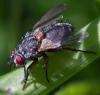 359314 – Photo : ANDRE LABETAA – France (66)