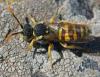 359309 – Photo : ANDRE LABETAA – France (66)