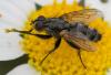 359398 – Photo : ANDRE LABETAA – France (66)