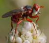 359701 – Photo : ANDRE LABETAA – France (84)