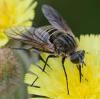 359766 – Photo : ANDRE LABETAA – France (66)