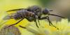 359765 – Photo : ANDRE LABETAA – France (66)