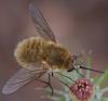 359779 – Photo : ANDRE LABETAA – France (66)