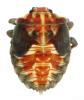 Carpocoris mediterraneus atlanticus
