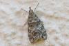 359711 – Photo : Jean-Claude Lablanquie – France (63)