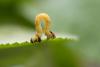 359431 – Photo : henri maleysson – France (43)