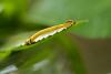 359430 – Photo : henri maleysson – France (43)