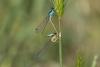 359045 – Photo : Stéphanie RENARD – France (30)