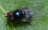 359000 – Photo : Christian Berquer – France (50)