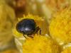 359683 – Photo : BourrinOman – France (83)