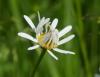 359044 – Photo : Georges ROCA FILELLA – France (74)