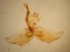 359493 – Photo : Dominique THAUVIN – France (45)