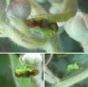Lygocoris viridis