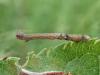 359613 – Photo : Yannick Mourgues – France (48)