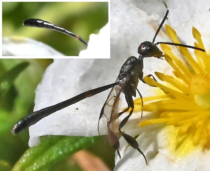 Liliane Delattre - Gasteruption sp. - réf. 359171 (709 x 579 pixels, 71 ko)