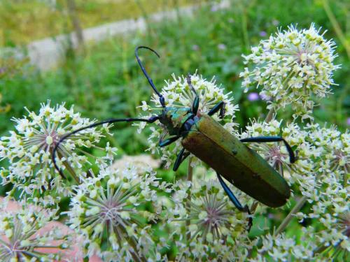 Réf. 36 860 : Aromia moschata