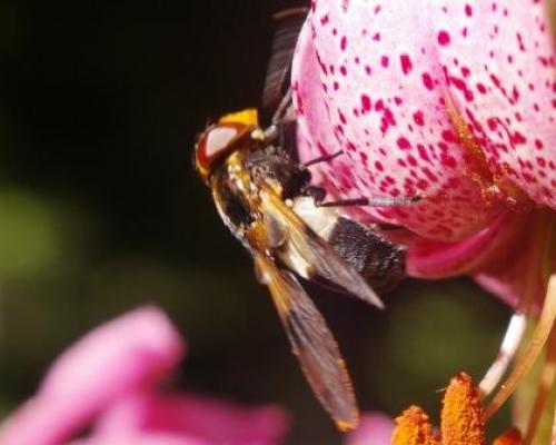 Réf. 36 531 : Volucella pellucens