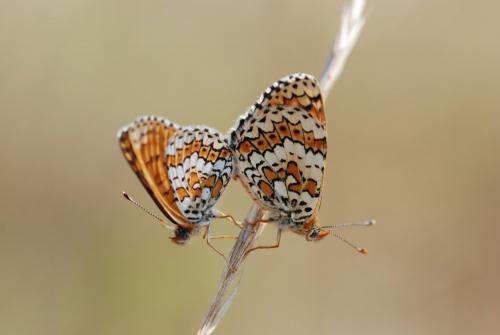 Melitaea cinxia