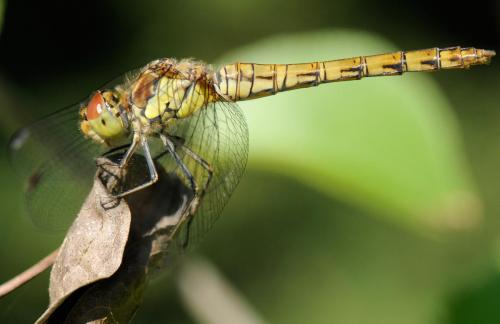 Sympetrum striolatum
