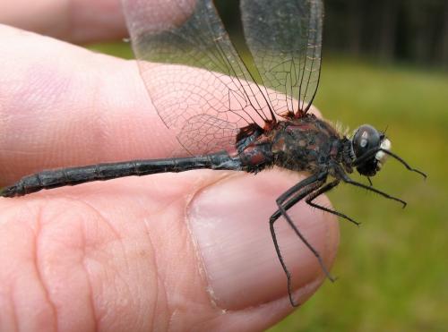 Réf. 36 220 : Leucorrhinia dubia