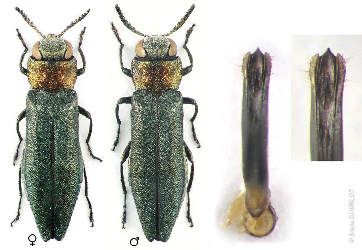 Xavier Gouverneur - Agrilus (Robertius) auricollis - réf. 36881 (1499 x 1036 pixels, 181 ko)